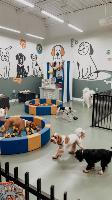 Negócio Pet completo: Creche, Hotel, Consultório Vet, Banho/Tosa e Petshop