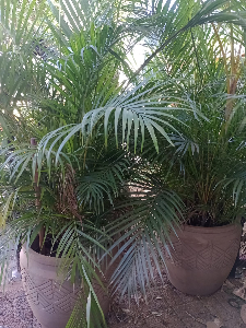 Vendo vasos de areca bambu