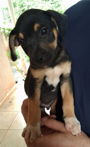 doação cachorrinhos.