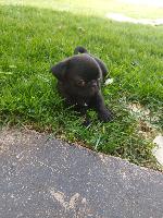 Pug filhote machinho