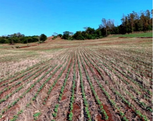 Sitio 05 alqueires - Marialva- Não perca tempo com terra fraca. Aqui o investimento retorna