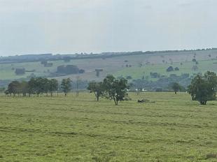 ÁREA DE 40 ALQUEIRE EM TERRA RICA