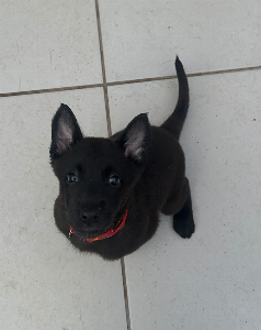 Pastor Belga Malinois - All Blac
