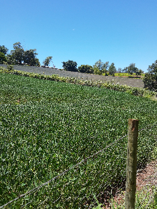 chácara