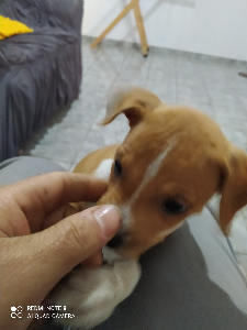 Adoção responsável!