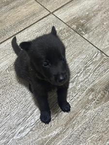 PASTOR BELGA MALINOIS