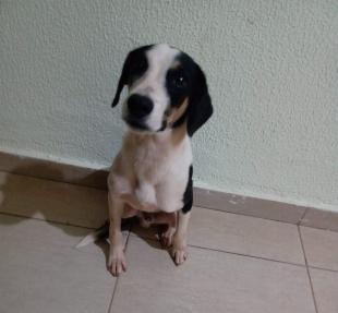 ADOÇÃO RESPONSAVEL