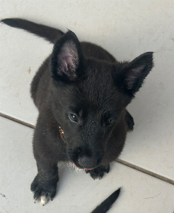 Pastor Belga Malinois - All Blac
