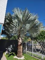 Palmeira Azul/Real, Magnífico Exemplar com 9 anos