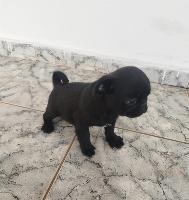 Pug filhote machinho