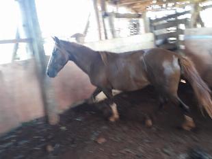 Cavalo reprodutor 4 anos