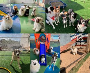 Empresa Pet à Venda: Creche, hotel, banho/tosa, petshop e cons. veterinário