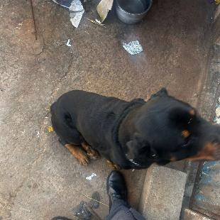 Doa-se cachorro da raça Rottweiler