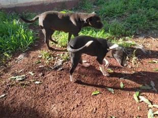 Doa-se mãe e filhote de pitbull.