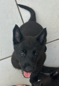 Pastor Belga Malinois - All Blac