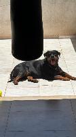 Vende rotivaler fêmea 3 anos