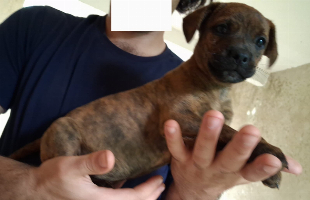 doação cachorrinhos.