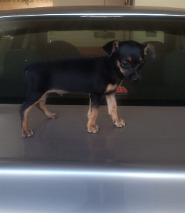 Imagem do anuncio Vendo filhote de Pincher macho