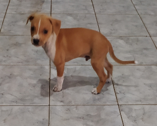 Adoção responsável!