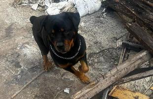 Doa-se cachorro da raça Rottweiler