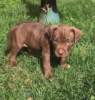 Vendo filhotes de American Bully com pedigree