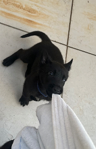 Pastor Belga Malinois - All Blac