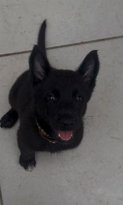 Pastor Belga Malinois - All Blac