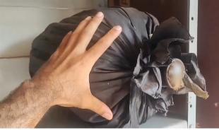 Imagem do anuncio Enxame de Abelha Jataí em Isca-galão 20 Litros