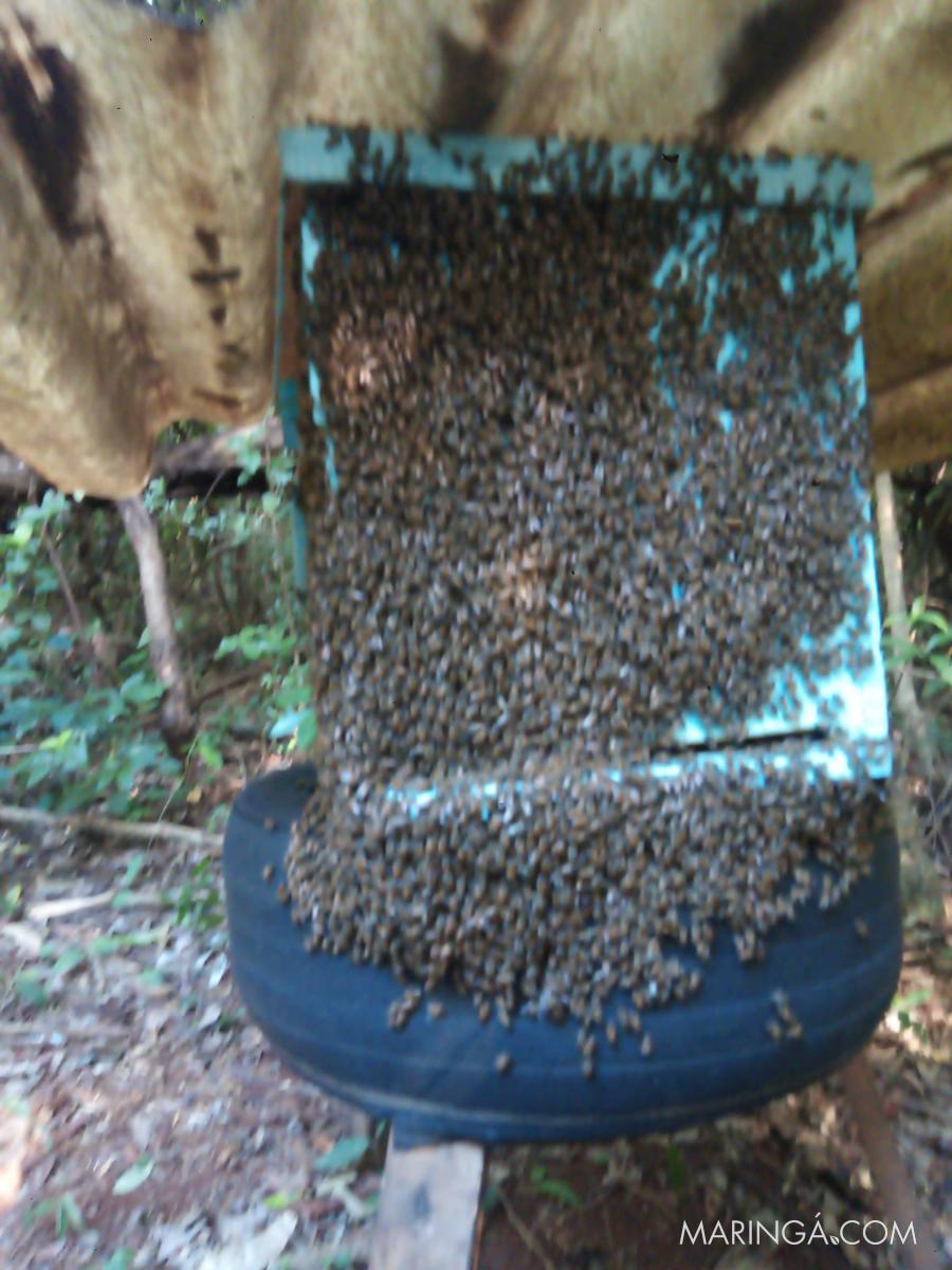 Abelhas (retiramos enchames de abelhas)