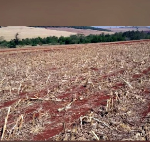 Imagem do anuncio Sitio 05 alqueires - Marialva- Não perca tempo com terra fraca. Aqui o investimento retorna