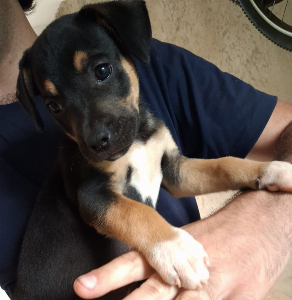 doação cachorrinhos.