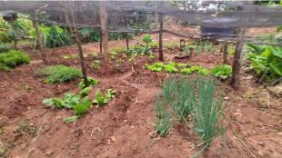 SÍTIO À VENDA ALTO PARANÁ  3,25 ALQUEIRES – PARANÁ