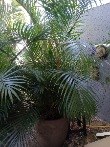 Vendo vasos de areca bambu
