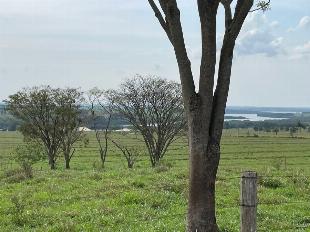 ÁREA DE 40 ALQUEIRE EM TERRA RICA