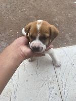 Doação  de cachorro  de porte pequeno