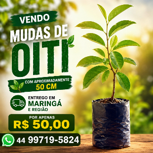 Mudas de árvore Oiti.
