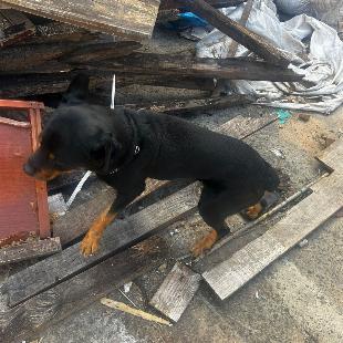 Doa-se cachorro da raça Rottweiler