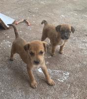 Doação  de cachorro  de porte pequeno