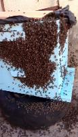 Abelhas (retiramos enchames de abelhas,marimbondos e vespas)