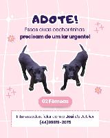 Imagem do anuncio Doa-se 2 cachorrinhas