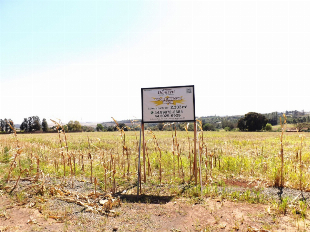 GRANDE OPORTUNIDADE. EXCELENTE TERRENO URBANO C/ 7.000M². PROX. FACULADADE UNINGÁ.