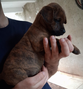 doação cachorrinhos.