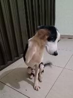 ADOÇÃO RESPONSAVEL