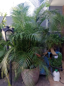 Vendo vasos de areca bambu