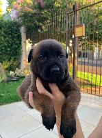 Vendo Pastor Belga Malinois com 45 dias