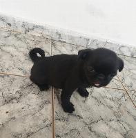 Pug filhote machinho