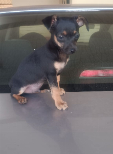 Vendo filhote de Pincher macho