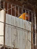5 Calopsitas adulto e casal de Algapornes laranja