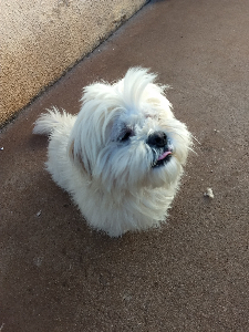 DOAÇÃO DE LHASA APSO