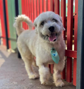 Lhasa Apso para Adoção Responsável